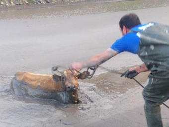 В Дагестане на помощь застрявшей в реке корове пришли спасатели 