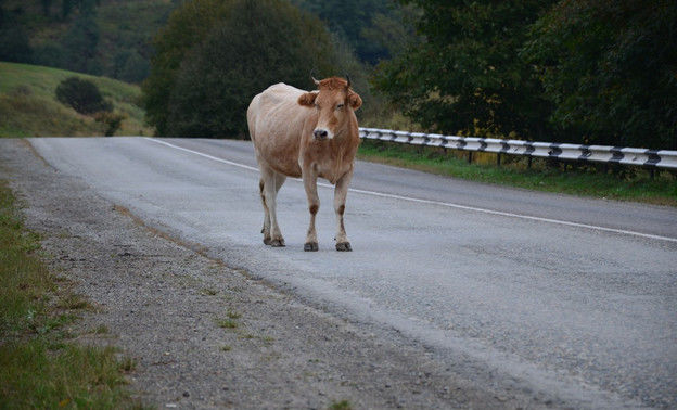 Меликов: в Дагестане из-за коров не запускают скоростной поезд