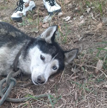 На Ставрополье подростки спасли из реки привязанную к бревну собаку