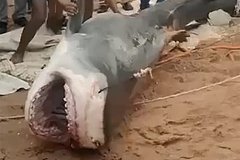 В Египте мумифицируют тигровую акулу, убившую российского туриста
