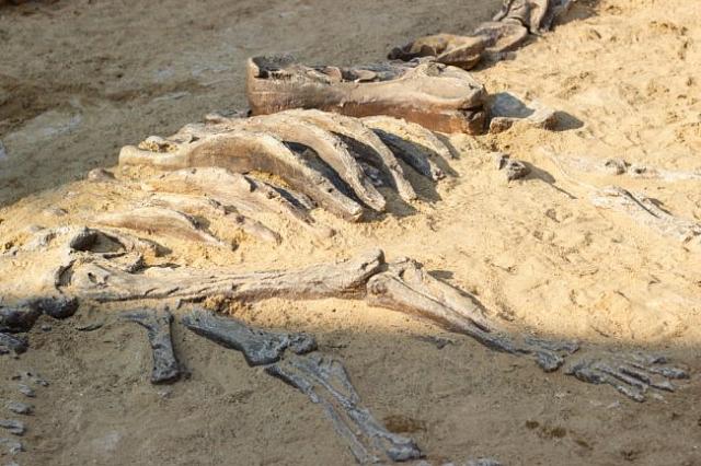 На Ставрополье нашли останки древней трёхпалой лошади