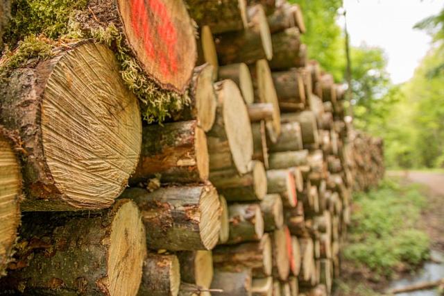 В Ингушетии на 10 лет запретят рубить лес