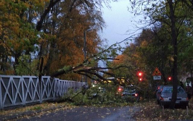 В Ставрополе снесённое ураганом дерево пришлось убирать местным жителям: видео  