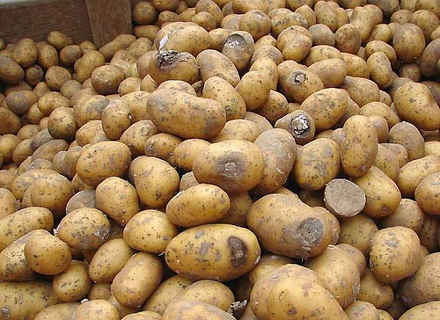 В Сочи наказали мужчин, выбросивших гору гнилого картофеля
