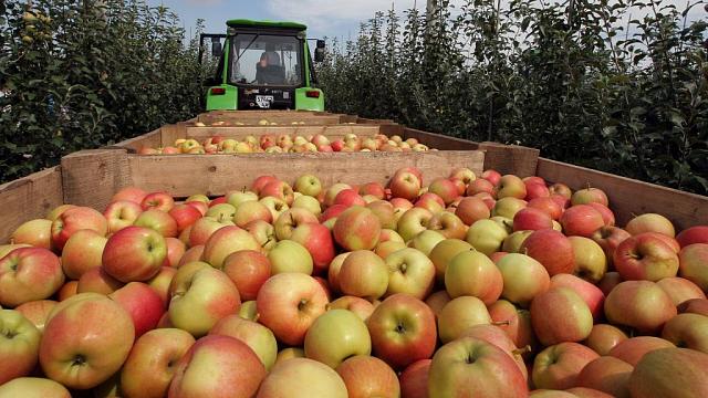 Из Ставропольского края отгрузили 3 тыс. тонн фруктов и овощей в регионы РФ