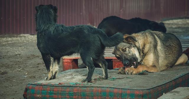 Контракт на отлов собак в Ставрополе снова получил «проверенный» поставщик