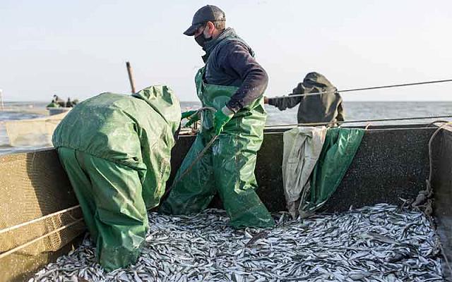 В Дагестане улов рыбы за год вырос на 40 процентов