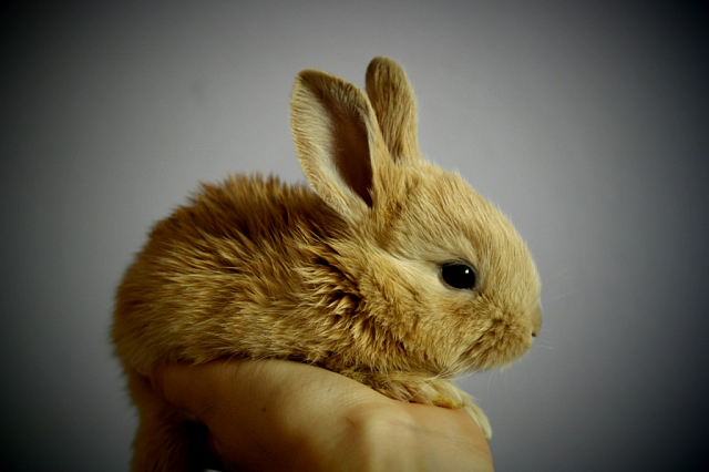 Эксперт из Владикавказа: Кролик грызет, многие об этих вещах не думают