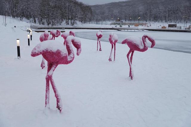На Комсомольском озере Ставрополя красуются семь розовых фламинго
