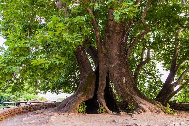 Трехсотлетний платан из Дербента может стать «Европейским деревом года»