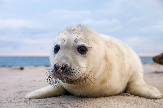 В Дагестане осудили браконьеров, которые ловили в Каспии тюленей   