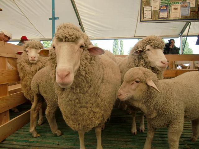 Ставропольские племхозяйства повезли на Волгу на всероссийскую выставку восемь пород овец