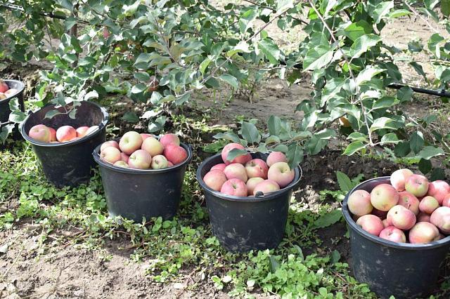 На Ставрополье установлен исторический рекорд по сбору яблок