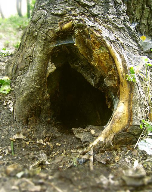 Военную гранату нашел в стволе дерева житель КЧР