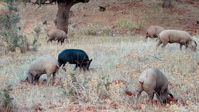 В Чечне зафиксирована вспышка африканской чумы свиней