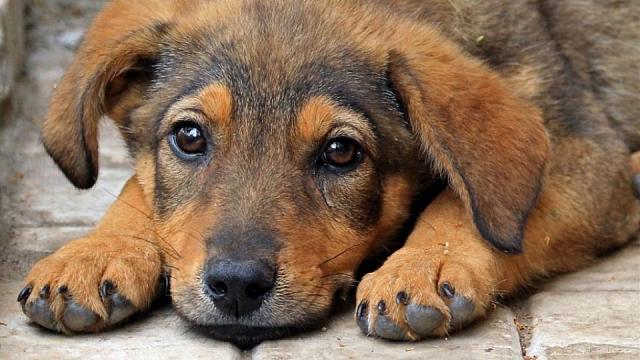 В Нальчике построят приют для собак за 26 млн рублей