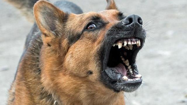 В Сочи будут судить бизнесмена, из-за небрежности которого собаки загрызли 12-летнюю шахматистку 
