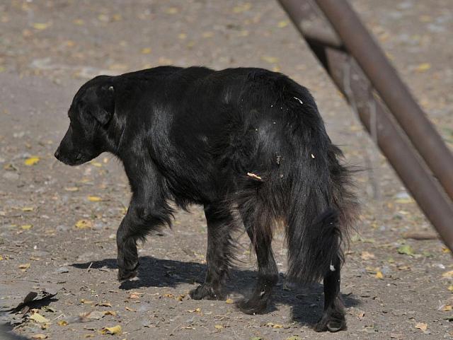 На Ставрополье на даму, из-за которой погибли два щенка, завели уголовное дело 