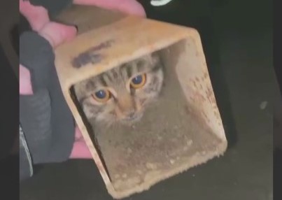 Застрявшего в железном профиле кота вызволили спасатели Грозного
