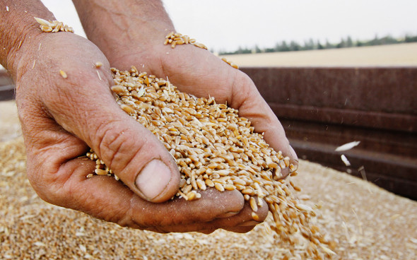 В Грузии портится урожай зерна из-за поставок российской муки