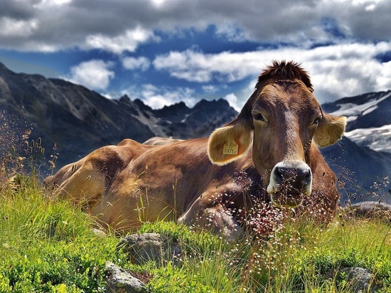 В Дагестане селяне вызволяли из бетономешалки корову 