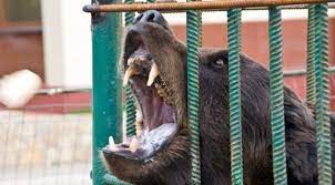 В Дагестане застрелили сбежавшего из ресторана медведя