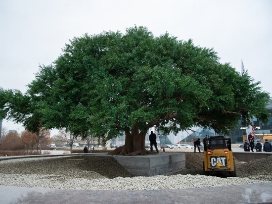 В Грозном появилась копия благословенного оливкового дерева в 3D 
