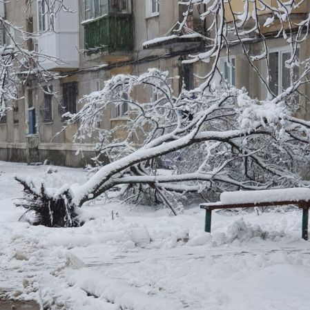 Ураган повалил 270 деревьев в Ставрополе