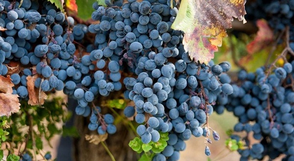 В КБР заложили 26 га виноградников по суперинтенсивной технологии 