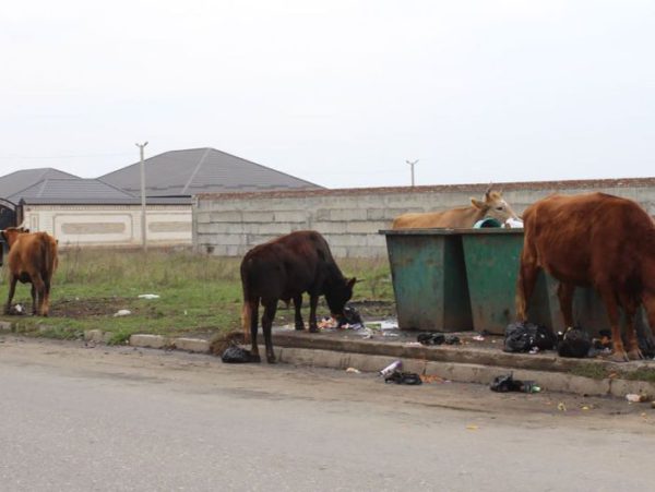 Толпы коров атакуют мусорные контейнеры в ингушском Малгобеке