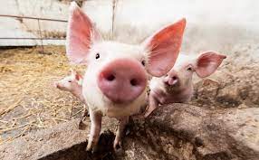 На Ставрополье будут судить за тайные похороны заражённых свиней
