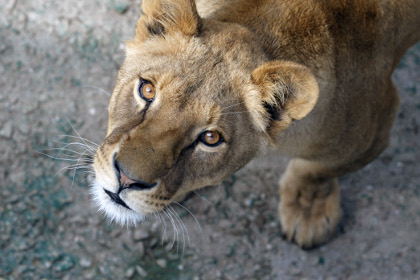 В Краснодарском крае хотят отобрать у хозяев львицу, напавшую на девочку   