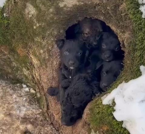 Мэр Железноводска раздает 12 найденных в лесном дупле щенков