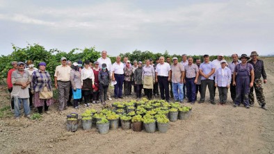 В Дагестане валовой сбор винограда ожидается на уровне 200 тысяч тонн