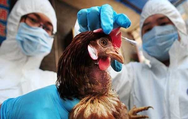 В Астраханской области 7 человек заболели новым типом птичьего гриппа