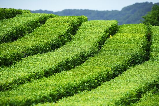 В Сочи суд вернул земли чайных плантаций нацпарку