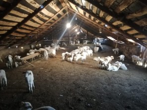 Массовый падеж скота произошел на ферме в Дагестане