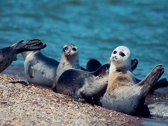 Минприроды может принять меры по спасению каспийских тюленей