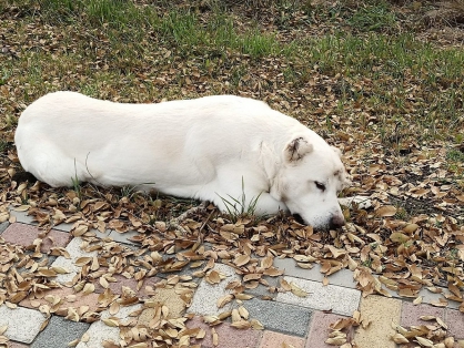 В Ставрополе собака ранила трех человек