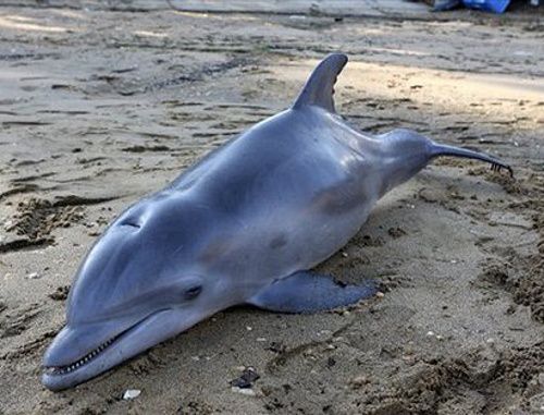В Сочи на берегу моря нашли связанного дельфина 