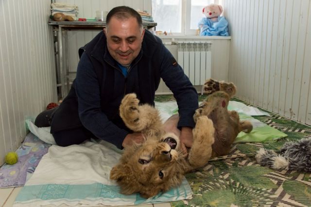 Суд Дагестане вынес приговор 18-летнему мучителю львенка Симбы