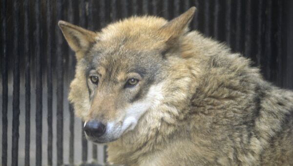 В РСО-А при отлове уличных собак поймали волка в ошейнике 