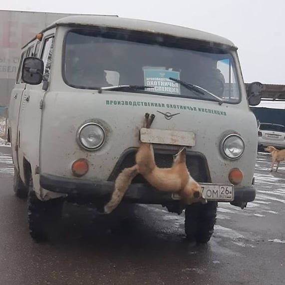 Житель Ставрополья привязал к автомобилю лисицу