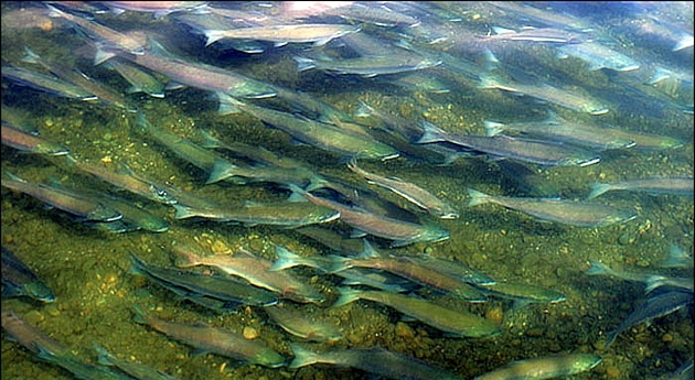 В реки Северного Кавказа выпустили почти 500 тысяч мальков каспийского лосося
