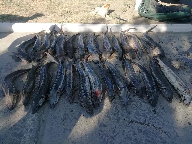 В Дагестане разоблачили браконьера с крупным уловом