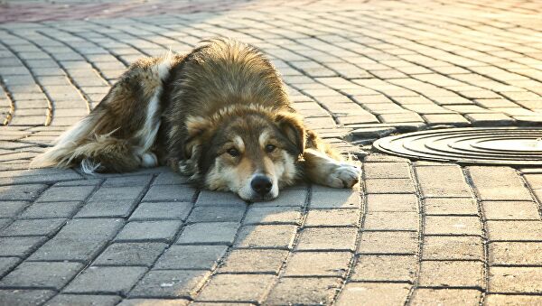 Защитники животных рассказали о жестоких убийствах собак в Адлере