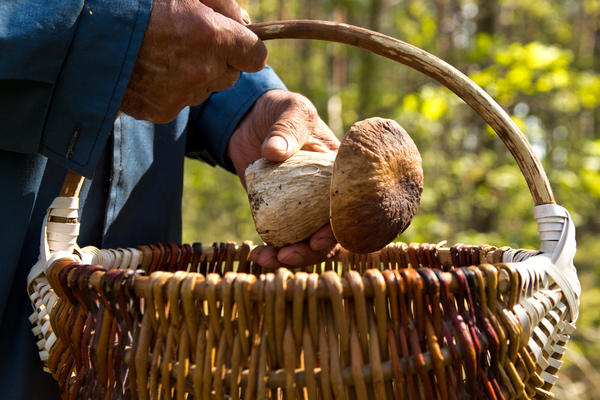 Жителю Ставрополья инкриминируют смертельное отравление несовершеннолетней грибами  