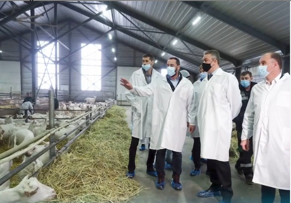 На Ставрополье хотят создать первую в России буйволиную ферму