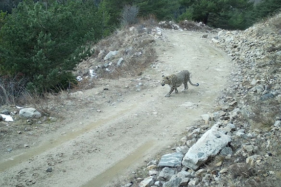 Попавший в фотоловушки дикий леопард может задержаться на Северном Кавказе