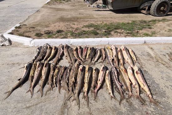 Пограничники в Дагестане задержали «ловцов» осетра и тюленей